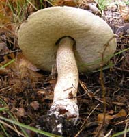 Leccinum aurantiacum.